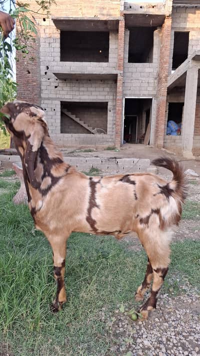 Shera Bakra