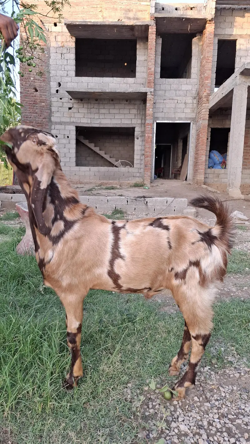 Shera Bakra