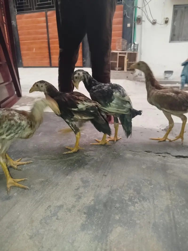 4 female checks — photo 2