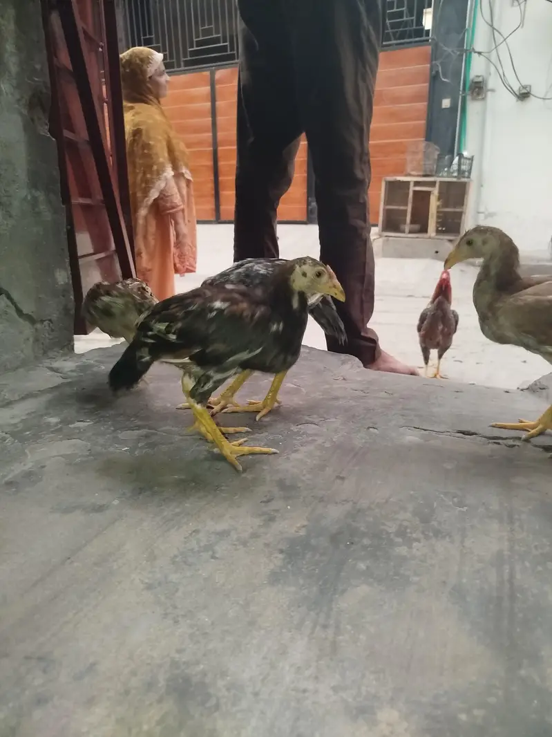 4 female checks — photo 6