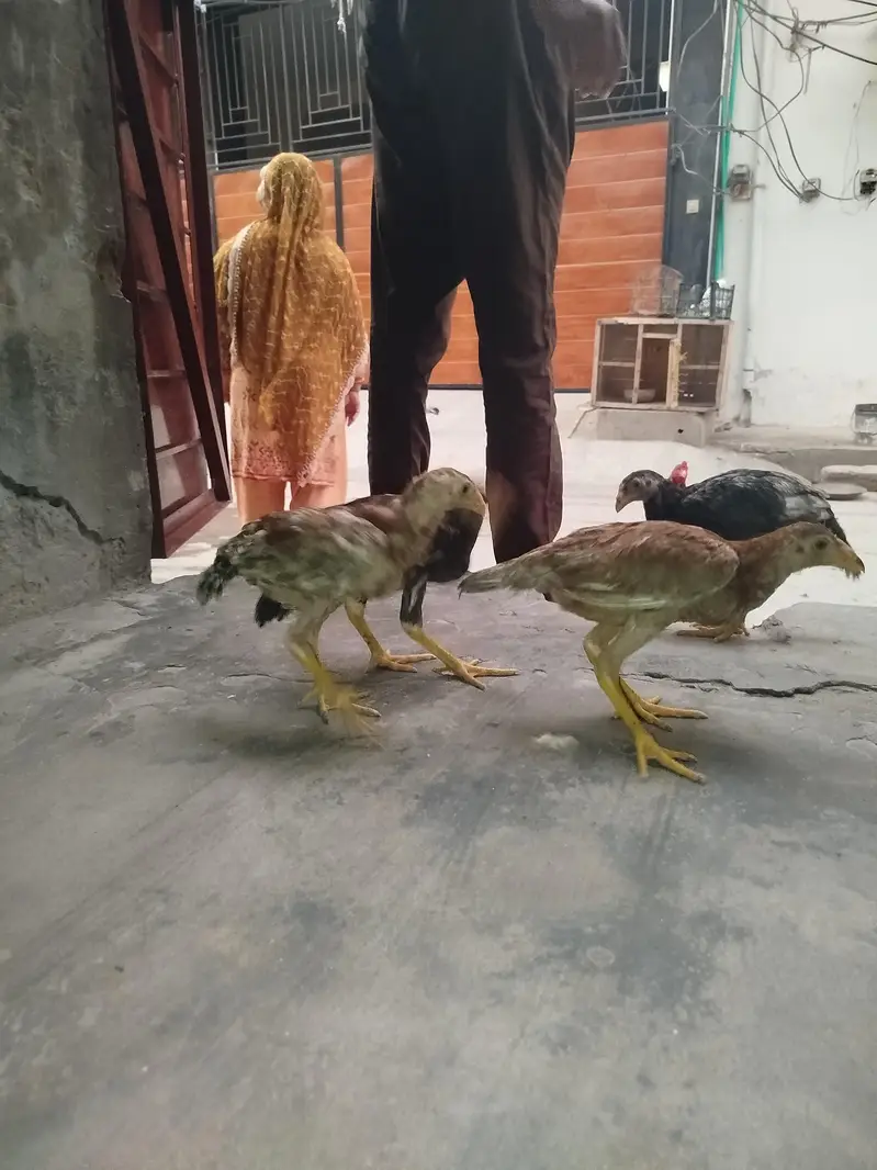 4 female checks — photo 7