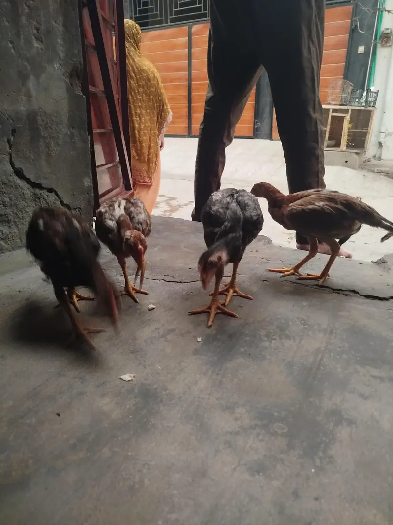 4 female checks — photo 9