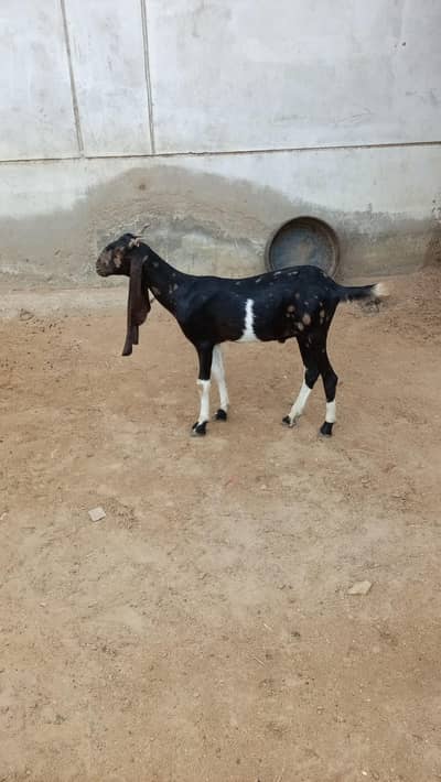 Khubsurat Sehatmand Bakra for Sale