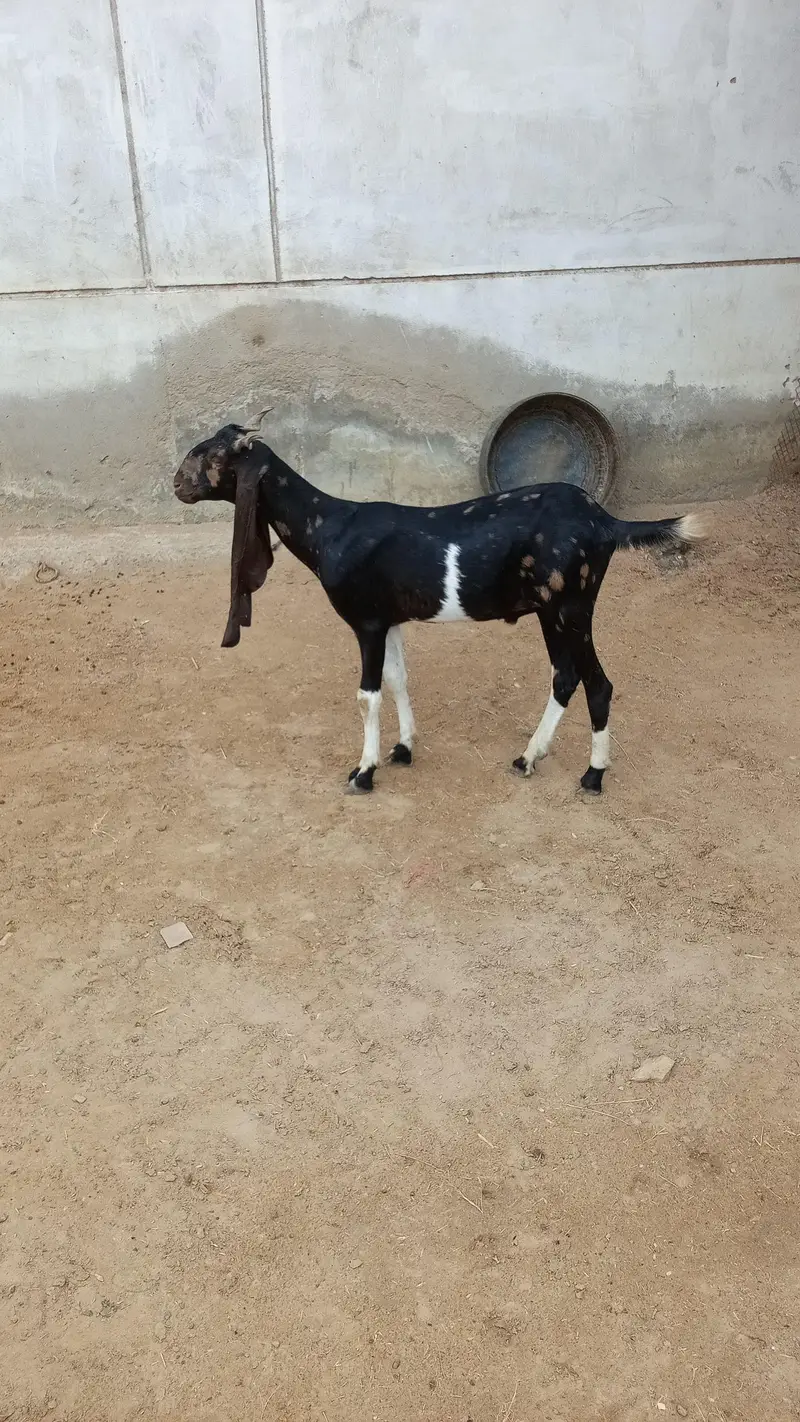 Khubsurat Sehatmand Bakra for Sale