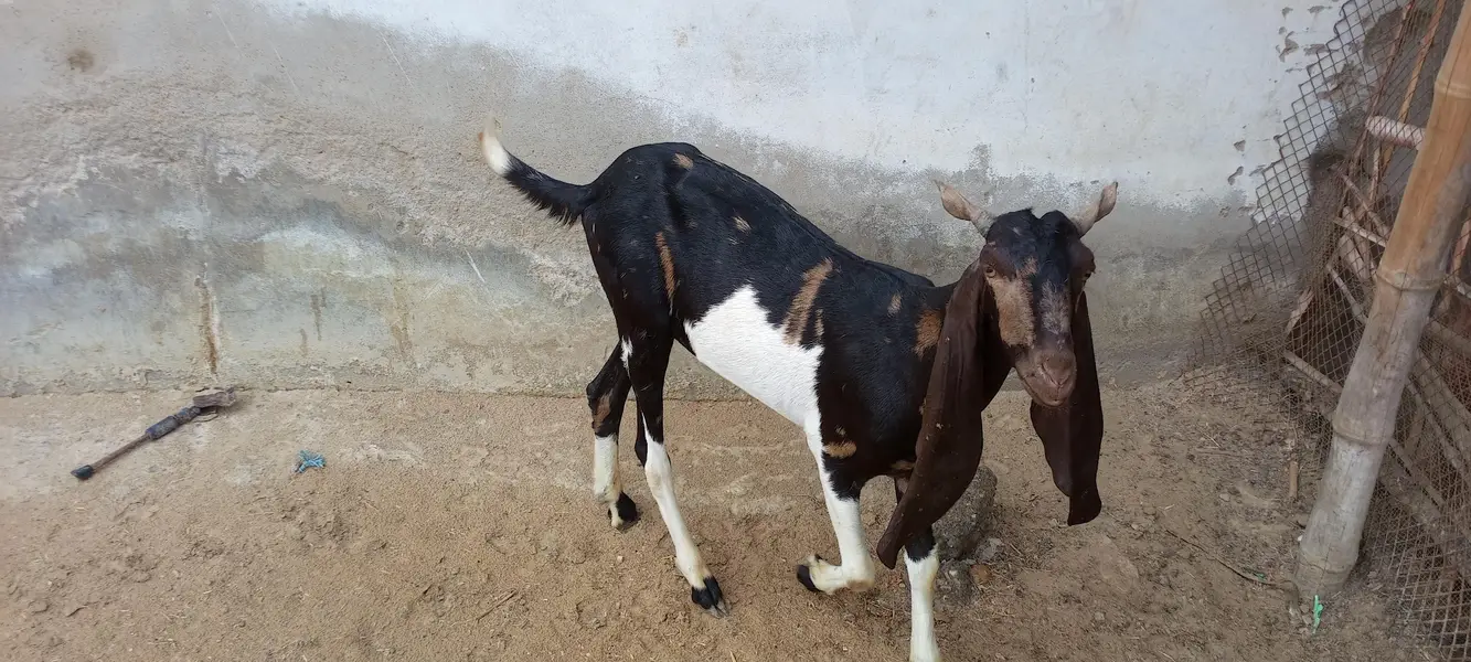 Khubsurat Sehatmand Bakra for Sale — photo 4