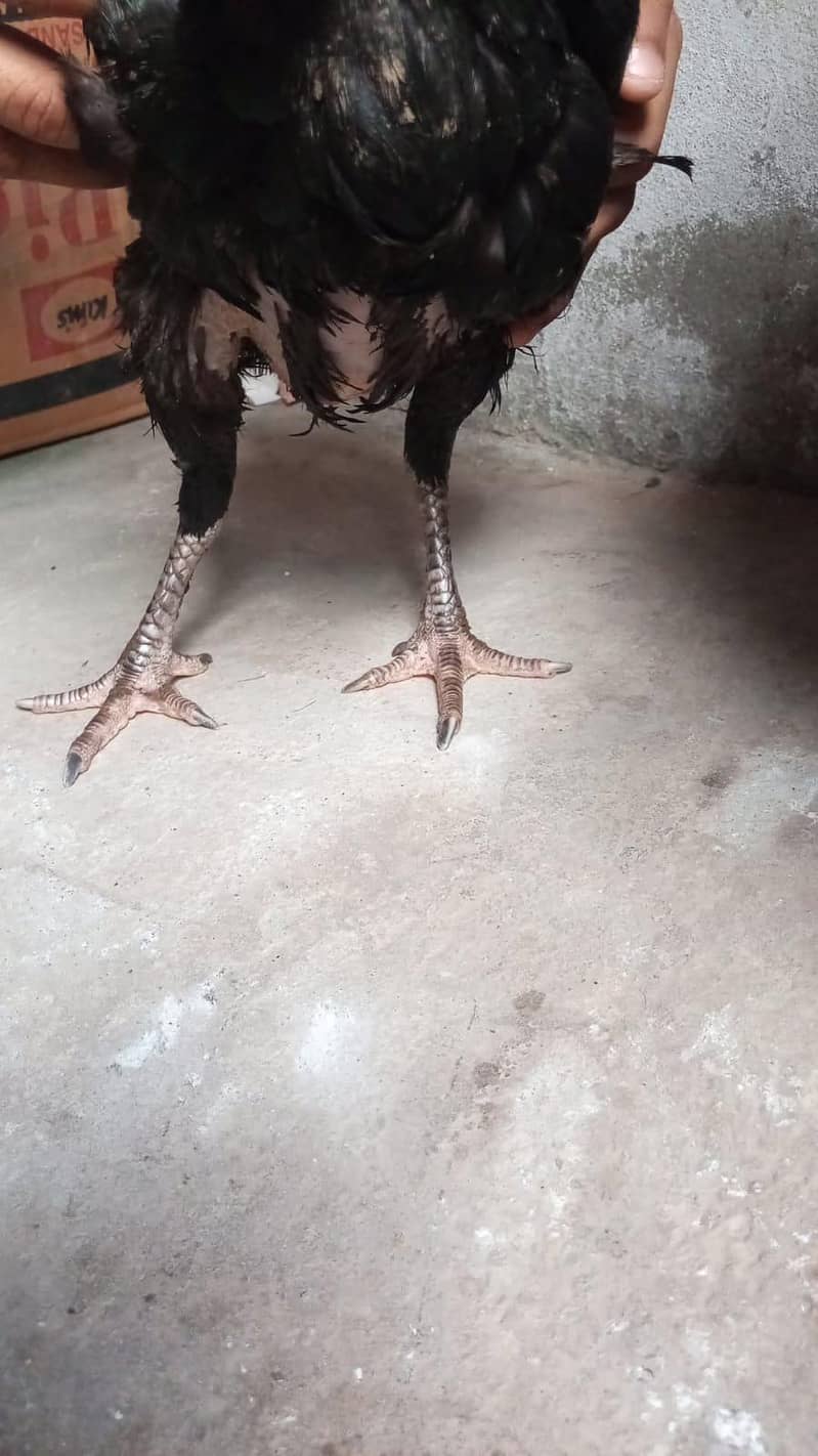 murgi 4