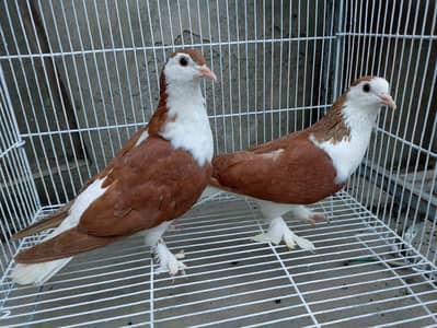 Looking for new shelter healthy and active breeder pair .