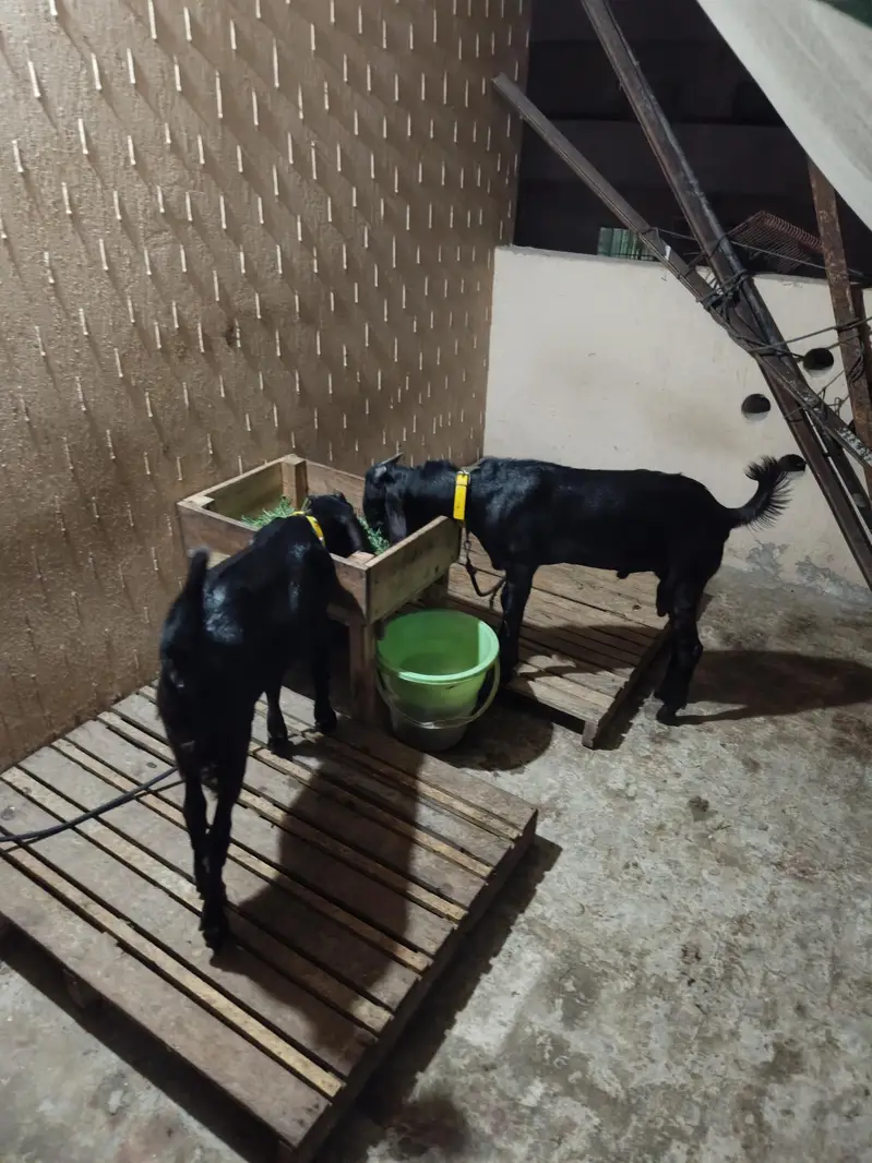 BeeTal Cross Pair male and female