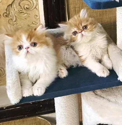 Piki face kittens I Exotic persian kittens I Extreme Punch