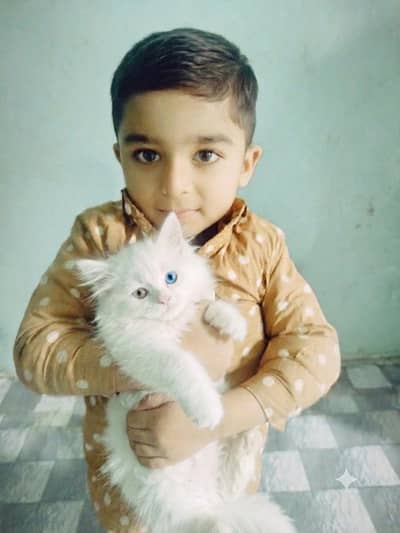 Kitten