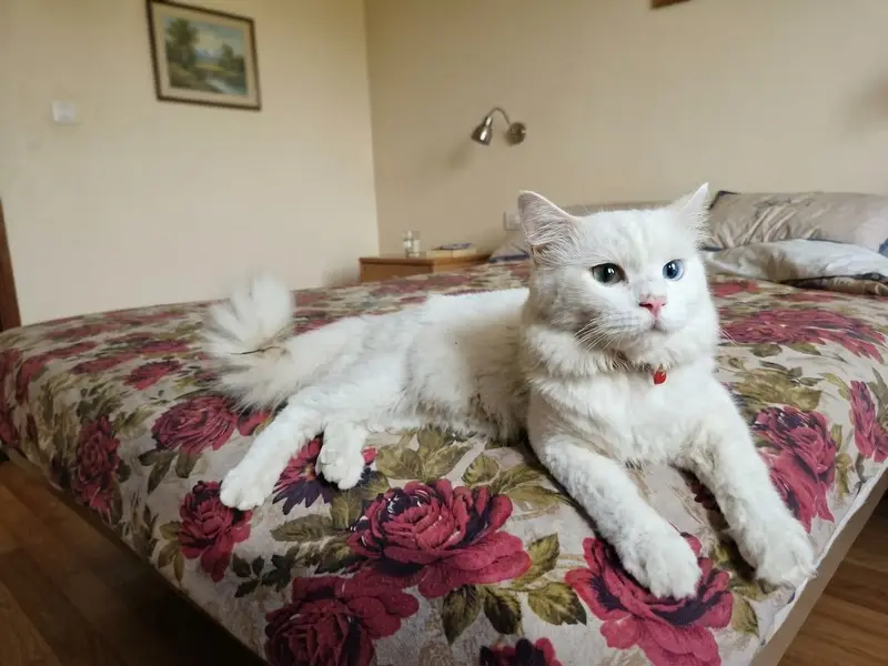 Kitten — photo 2