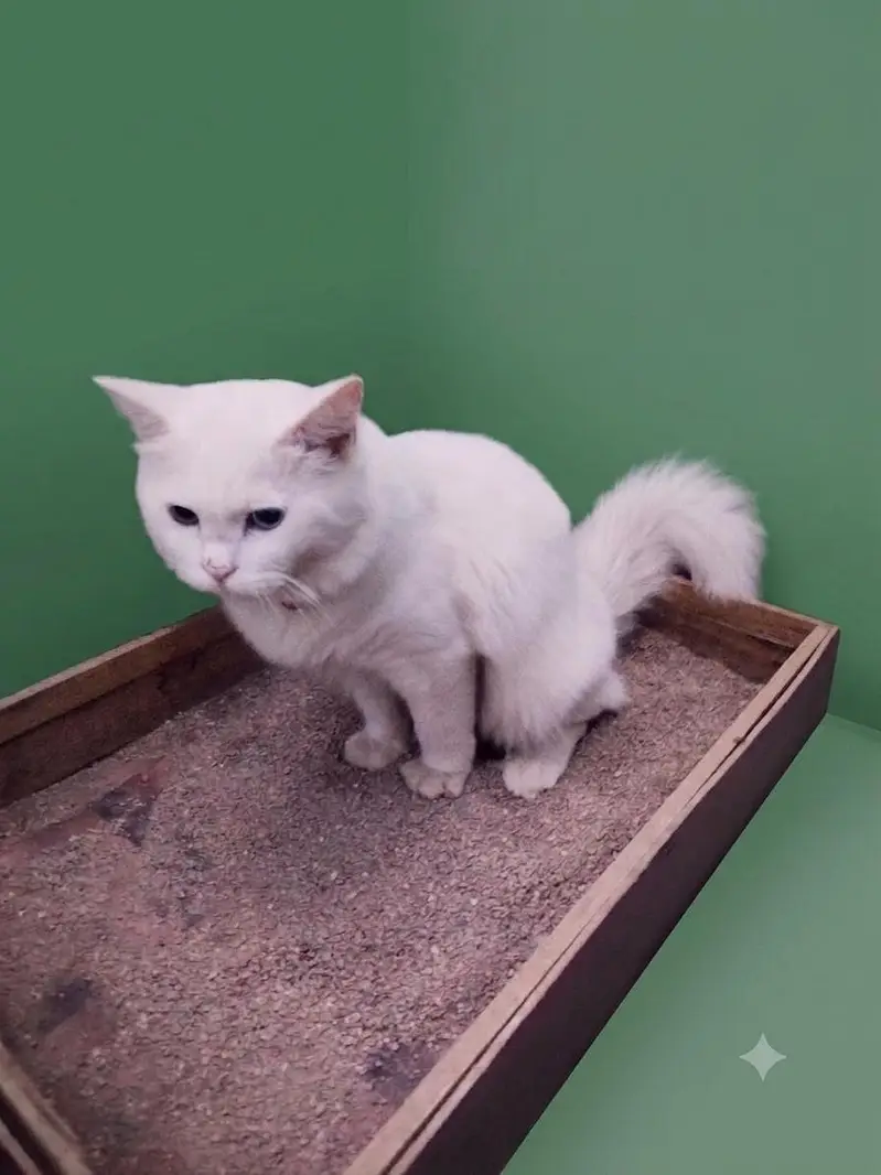 Kitten — photo 3