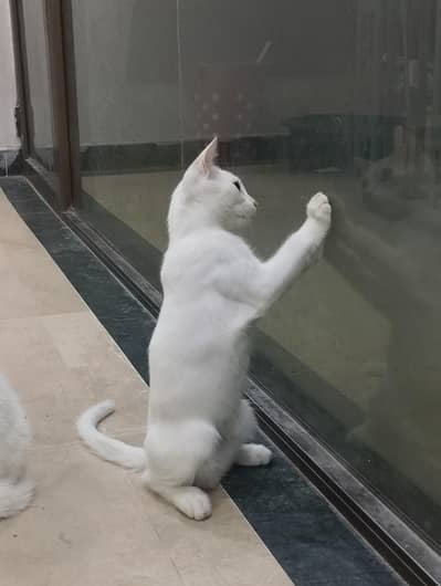 White Persian Kitten