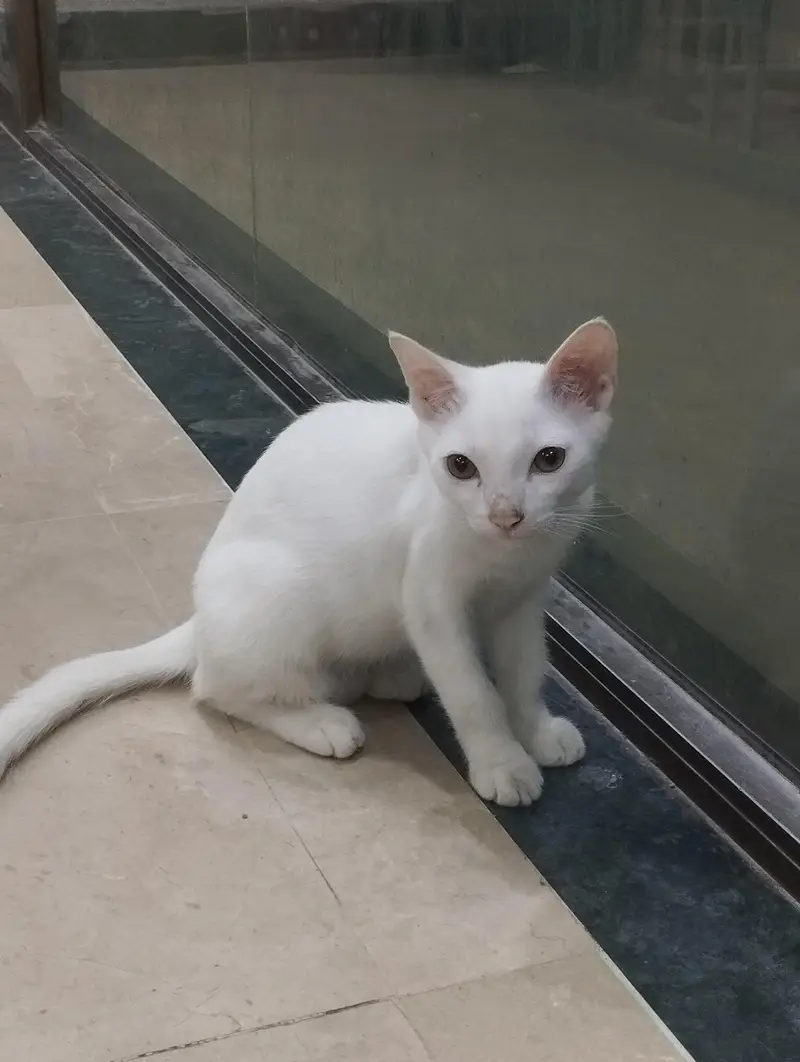 White Persian Kitten — photo 2