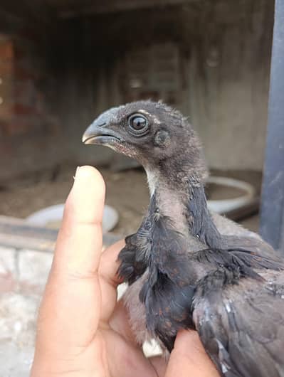 dragon chicks