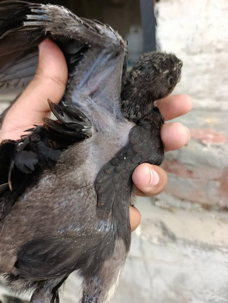 dragon chicks 4