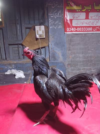 pakoya