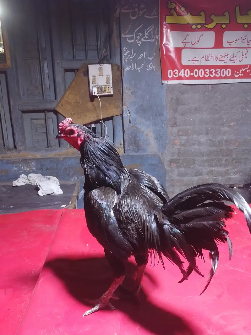 pakoya — photo 2