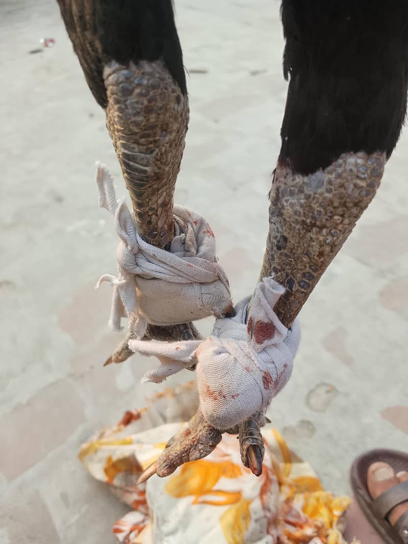 pakoya 2