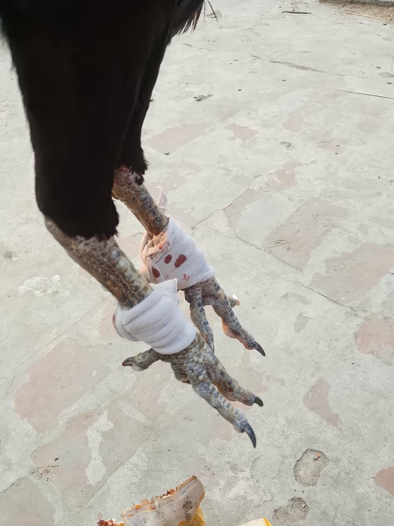 pakoya 3