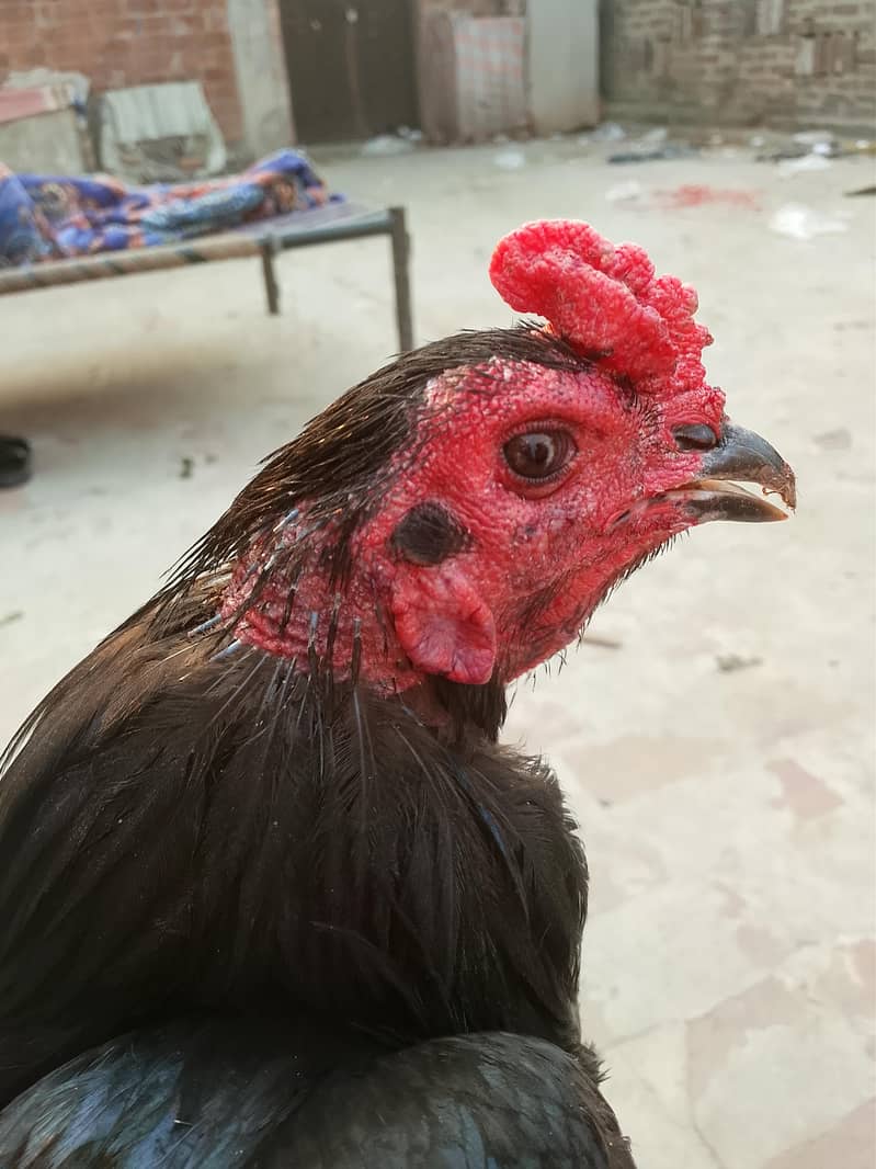 pakoya 4