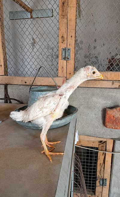 White O Shamo 1 Chick 0326/7678/540