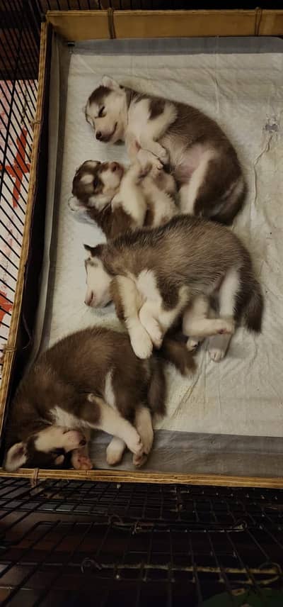 Siberian Husky