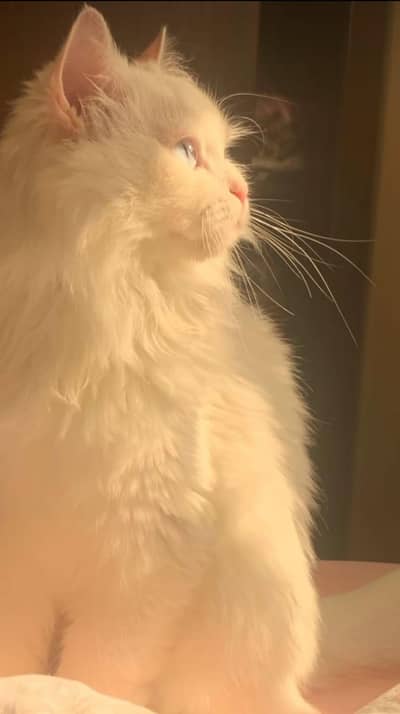 Beautiful Male White Fluffy Cat Available for a Loving Home!