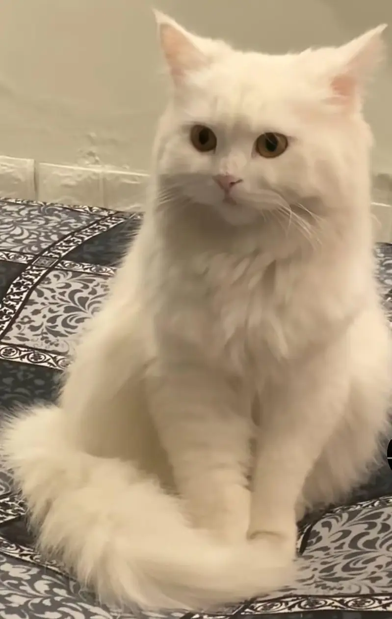 Beautiful Male White Fluffy Cat Available for a Loving Home! — photo 2
