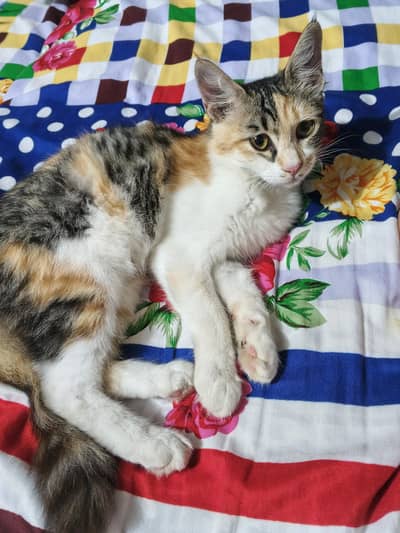 Persian cat