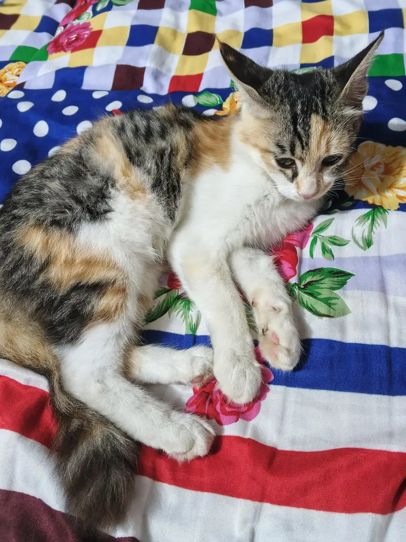 Persian cat — photo 2