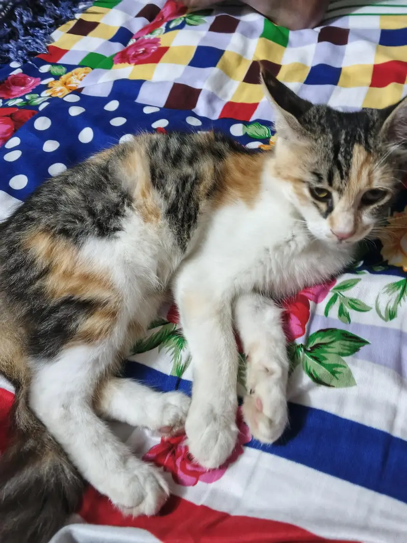 Persian cat — photo 3