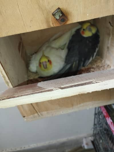 Cockatiel for sell
