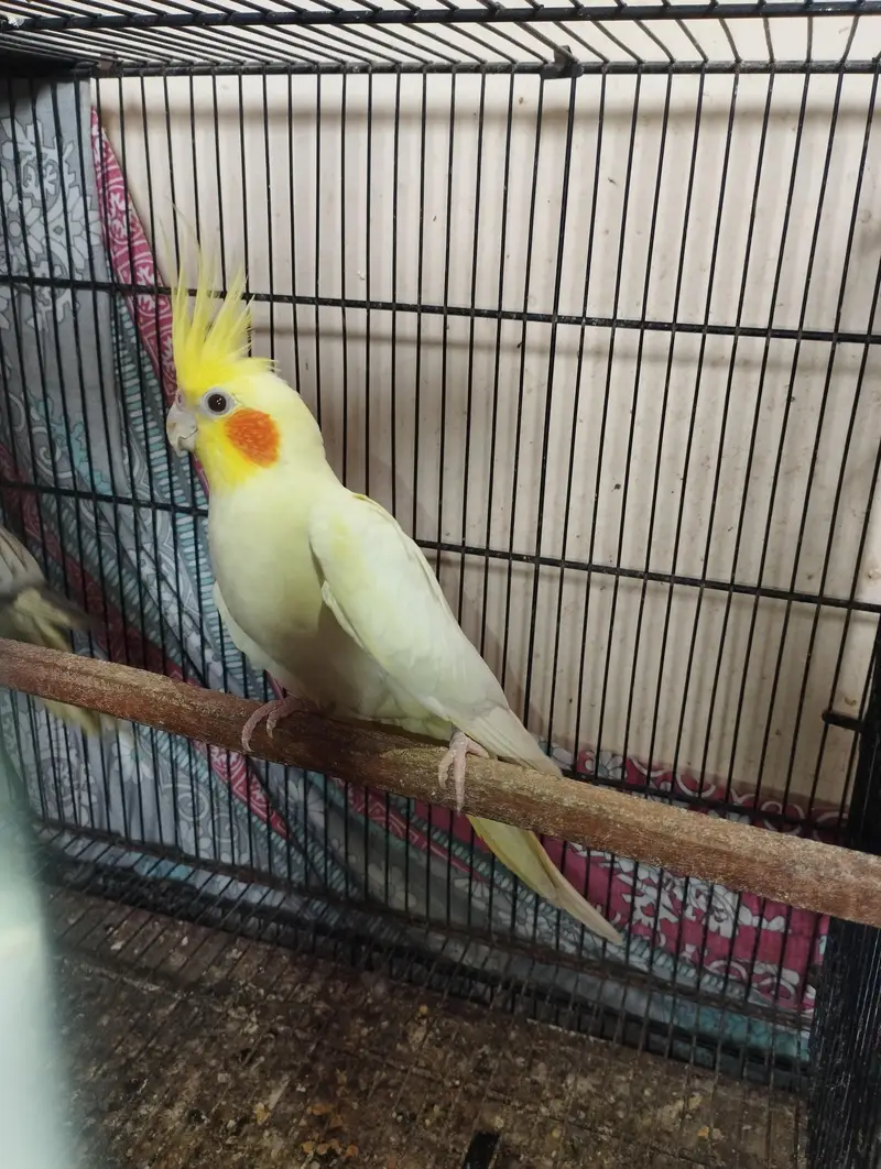Cockatiel for sell — photo 2
