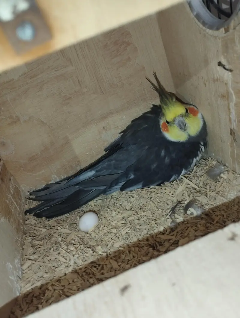Cockatiel for sell — photo 3