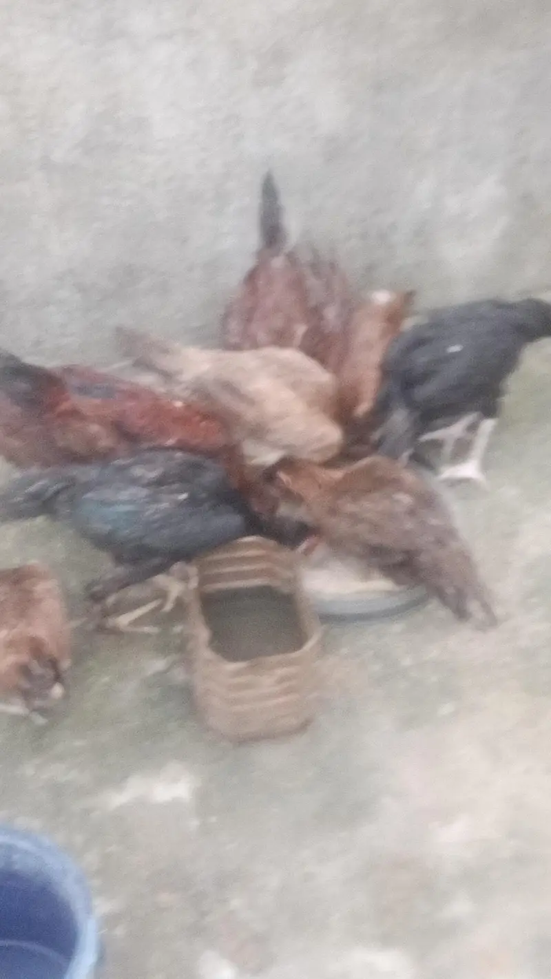 home pets — photo 2