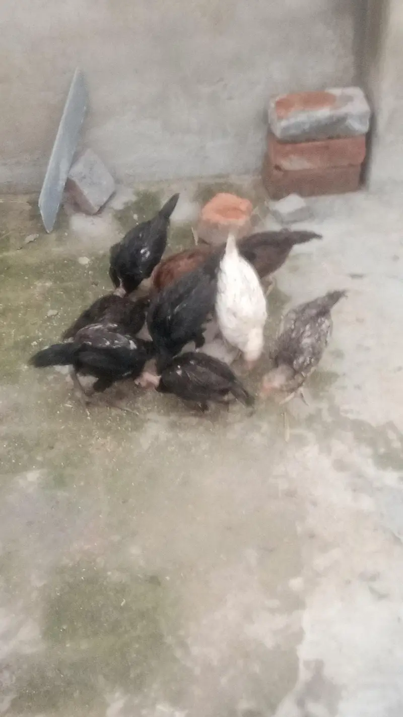 home pets — photo 3