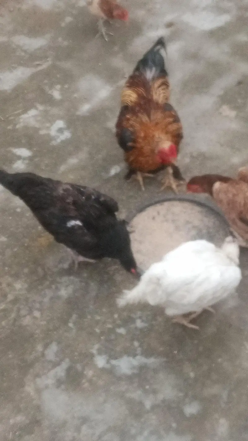 home pets — photo 4