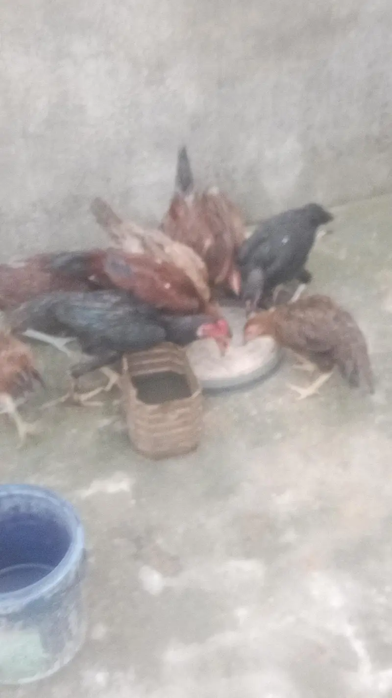 home pets — photo 5