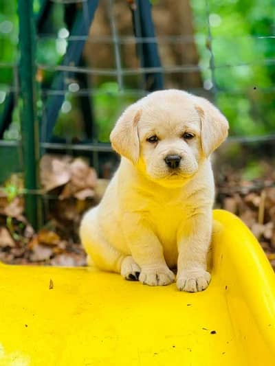 Labrador Retriever Puppies