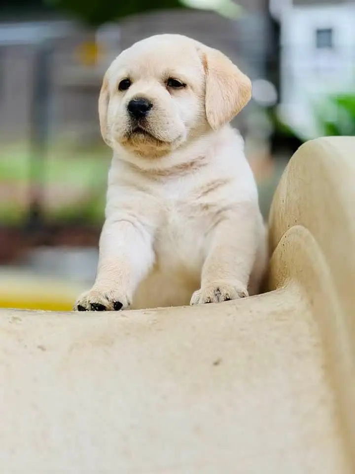 Labrador Retriever Puppies — photo 3