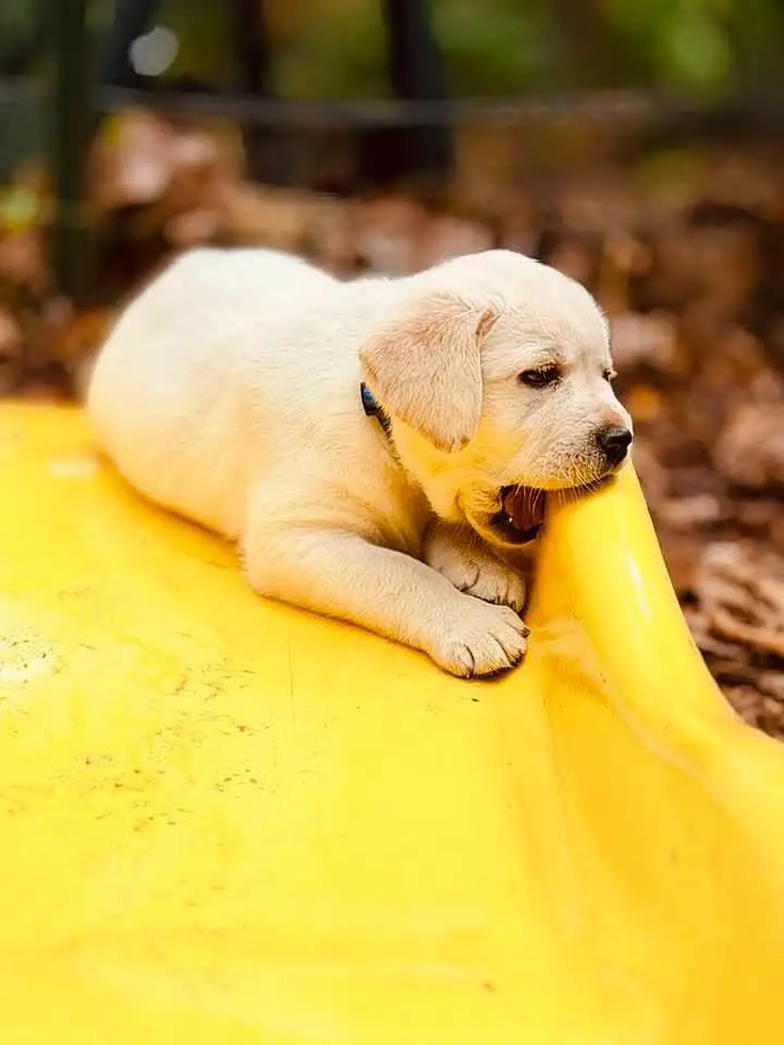 Labrador Retriever Puppies — photo 5