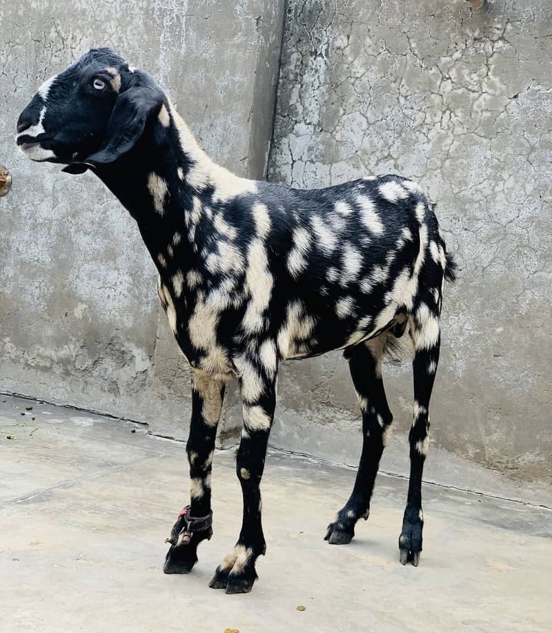 Tedda/teddi/Tapra bakra 0