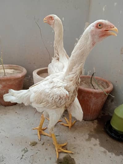 German Oh Shamo Female