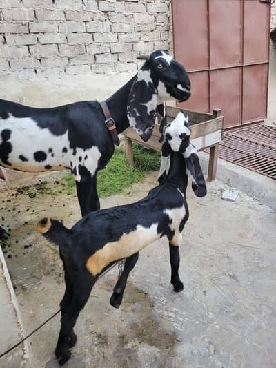 Beetal desi bakri sath female bacha | bakri ka bacha