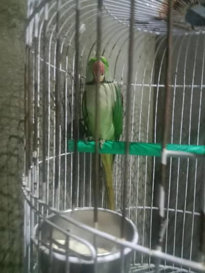 raw parrot.