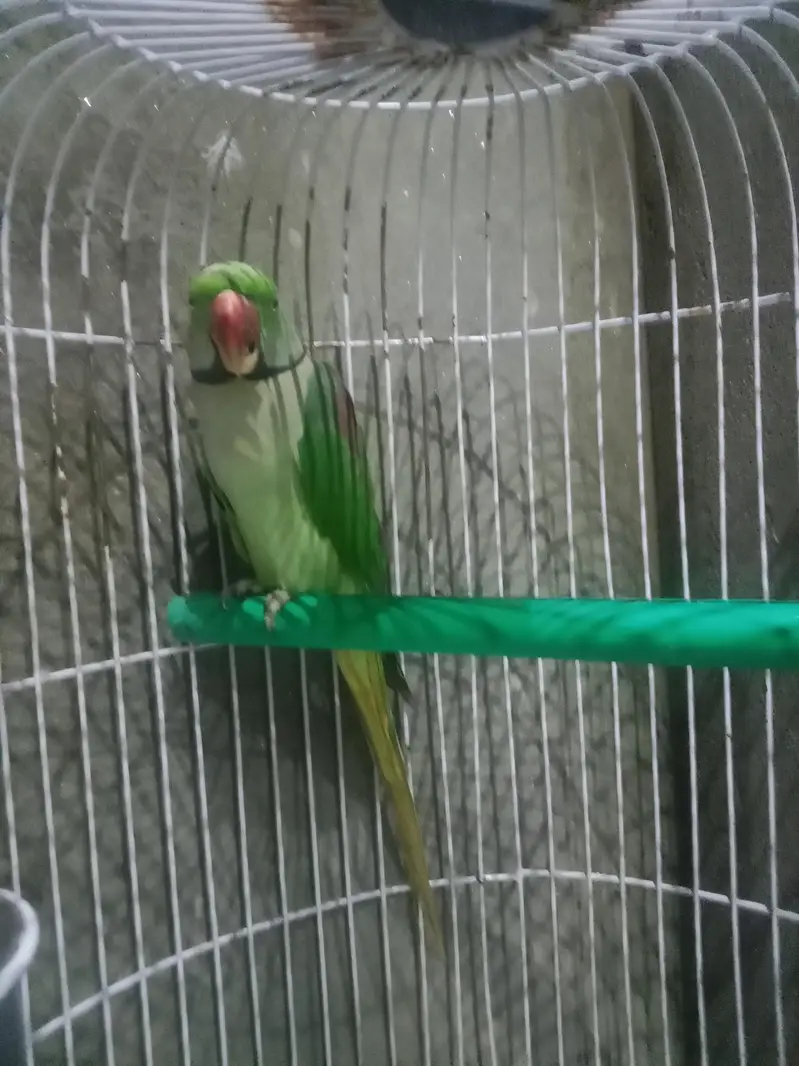 raw parrot. — photo 2
