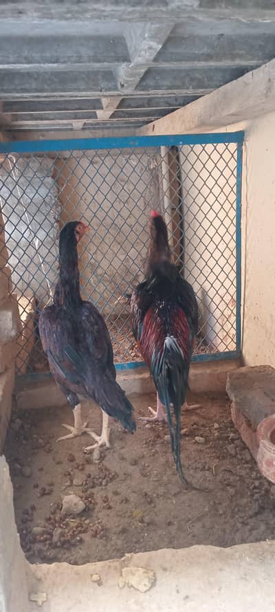 lakha aseel for sale