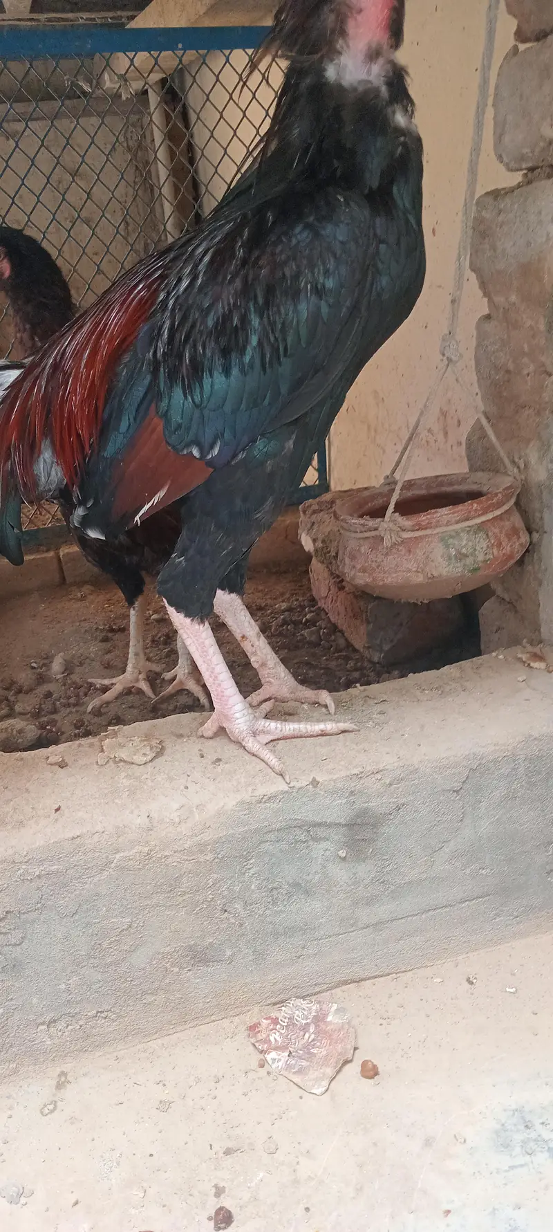 lakha aseel for sale — photo 2