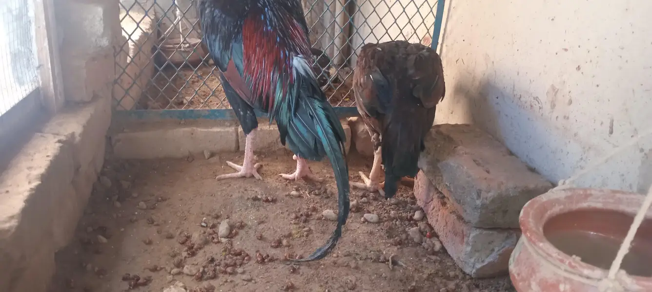 lakha aseel for sale — photo 3